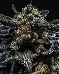 Zombie Kush Auto