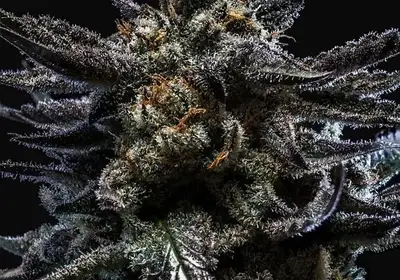 Zombie Kush Auto