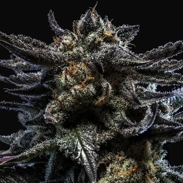 Zombie Kush Auto