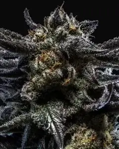 Zombie Kush