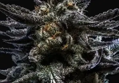 Zombie Kush