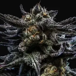 Zombie Kush