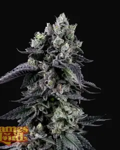 Zour Diesel