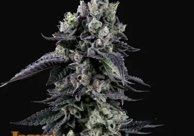 Zour Diesel