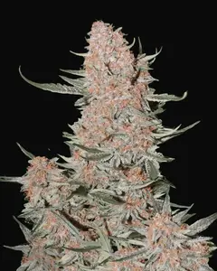 Ztrawberriez Auto