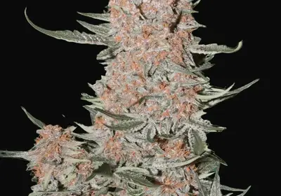 Ztrawberriez Auto