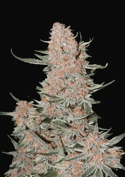 Ztrawberriez Auto