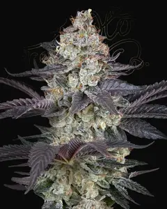 Ztrawberry