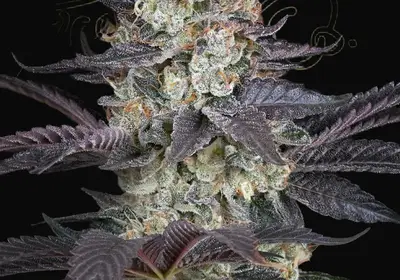 Ztrawberry