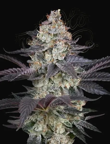Ztrawberry