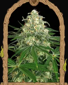 Z&Z Auto