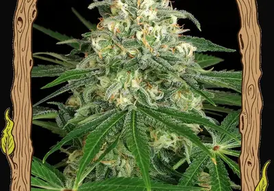 Z&Z Auto