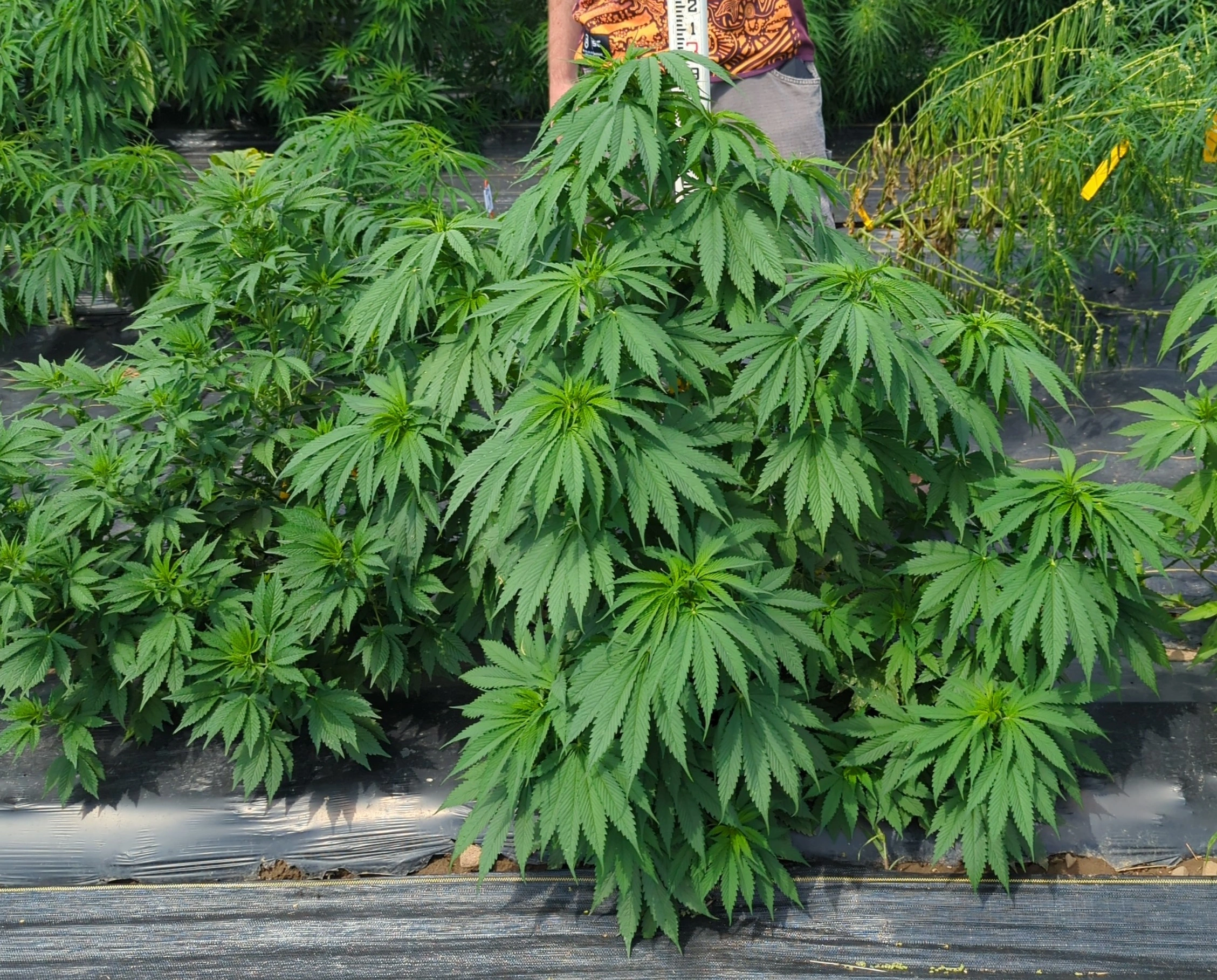 Afghani