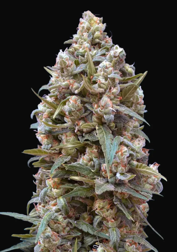 00 Kush