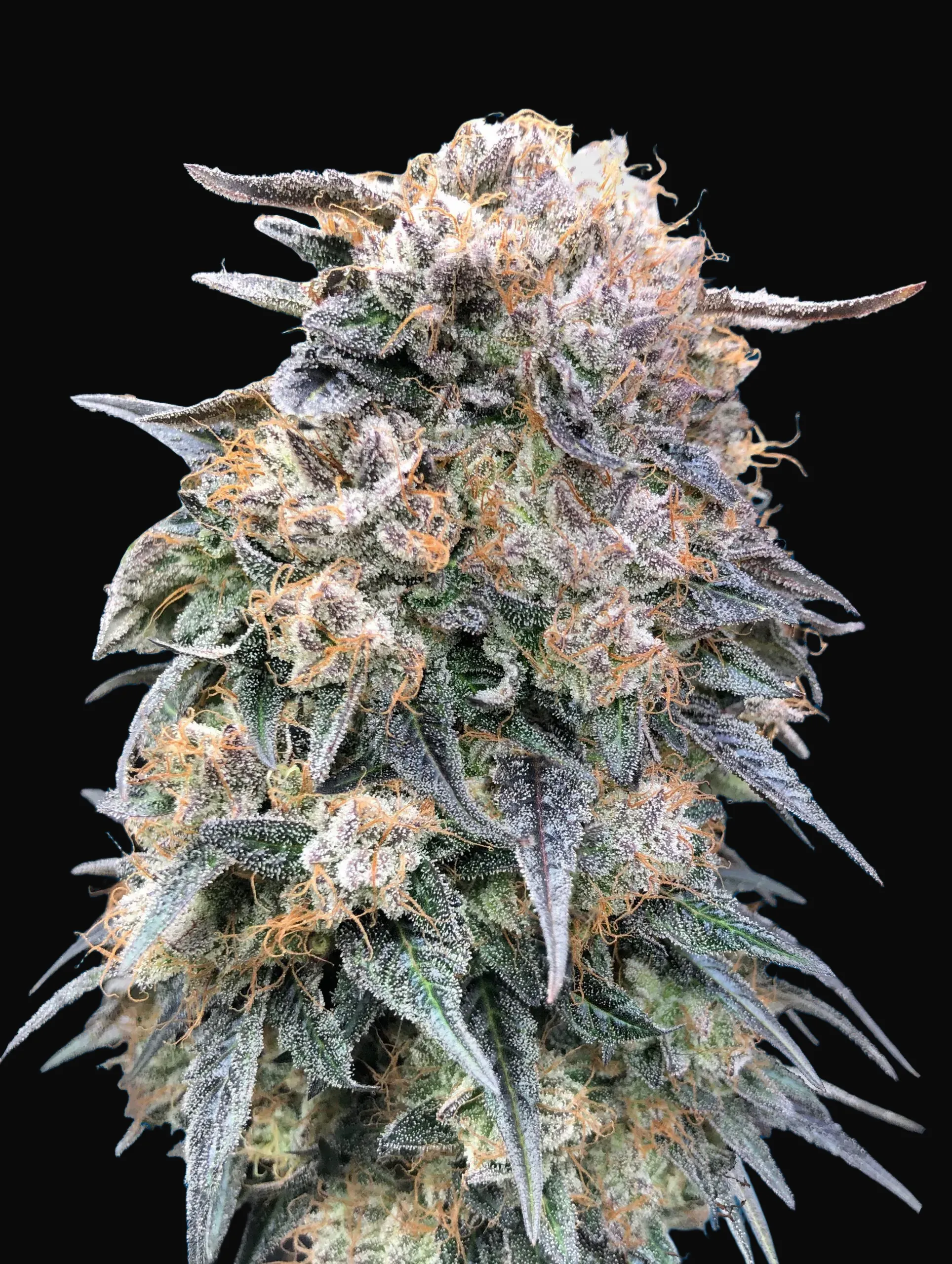 00 Kush Fast