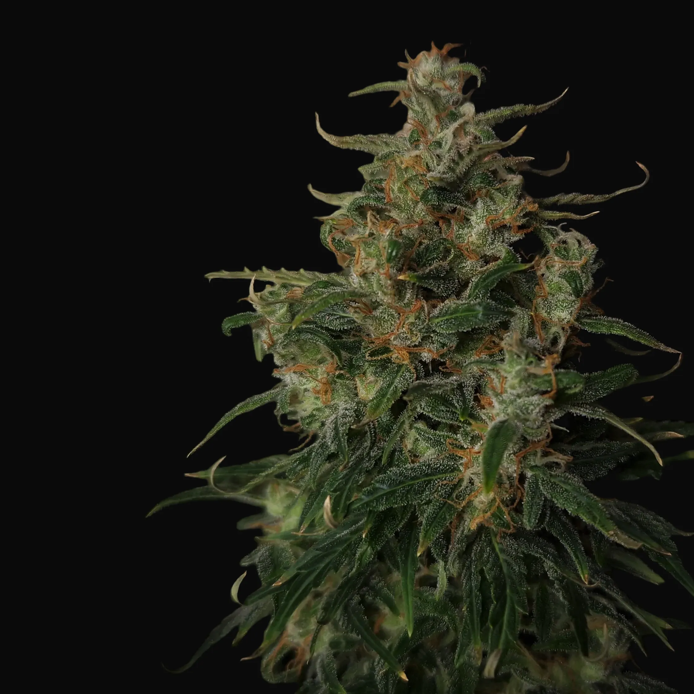 Doctor's Choice #1 Auto