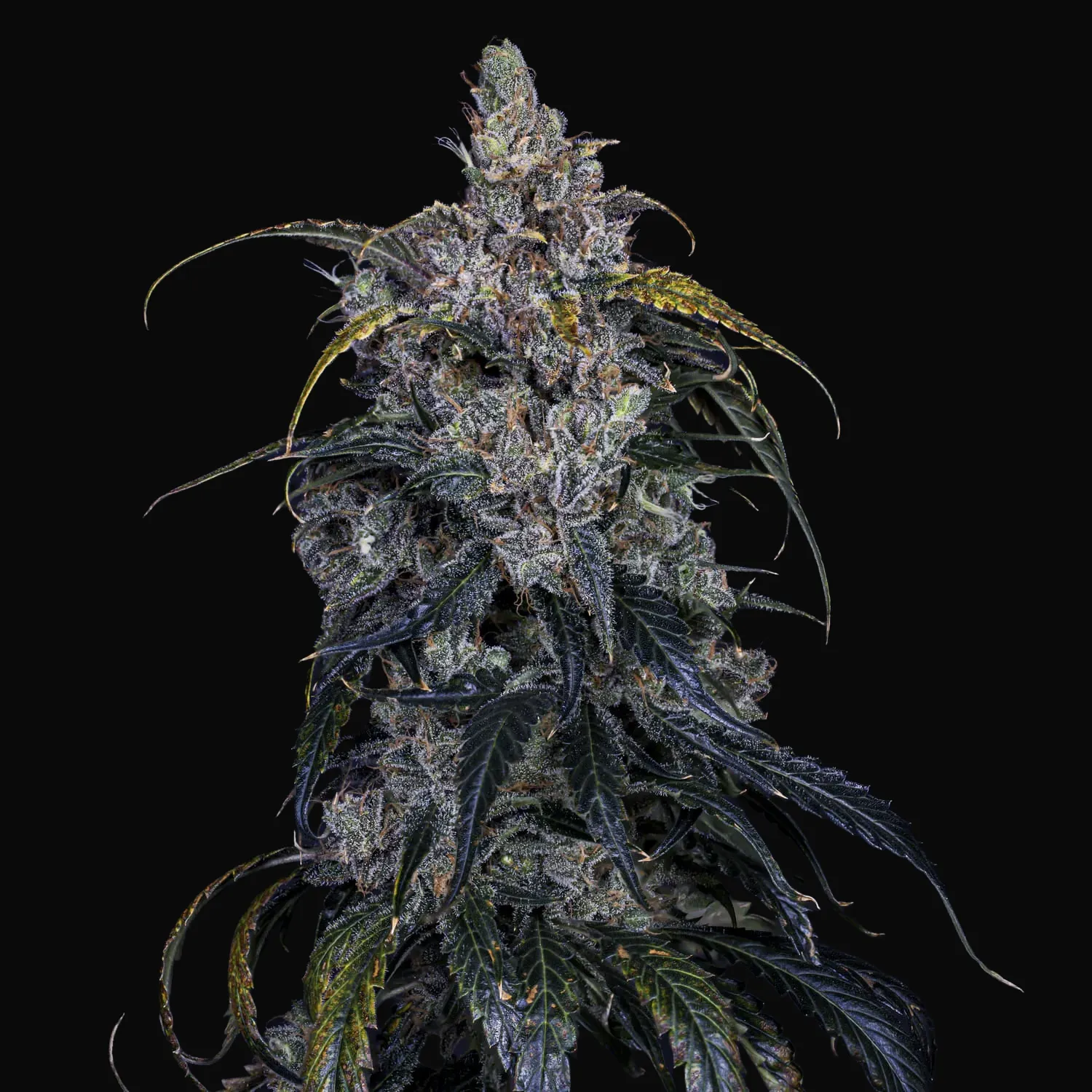 3 Bears OG Auto
