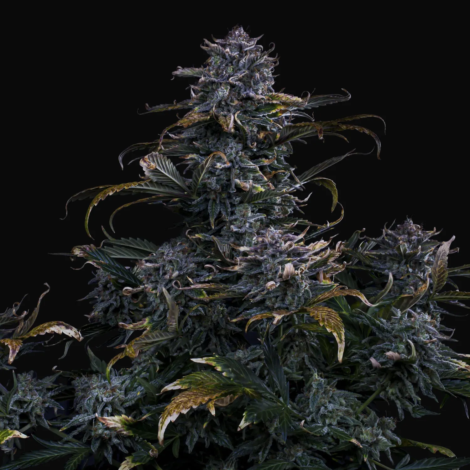 4 Assed Monkey Auto