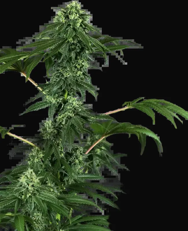 420 Punch