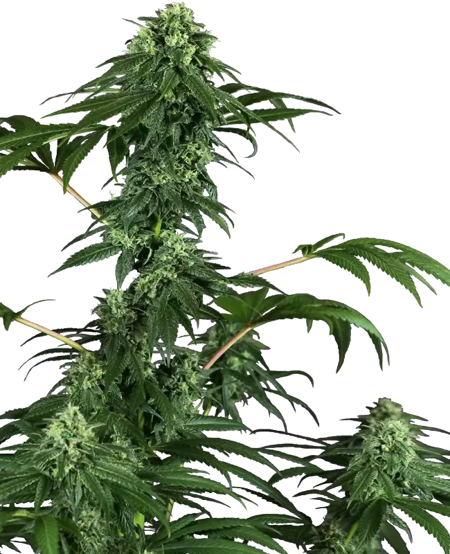 420 Punch