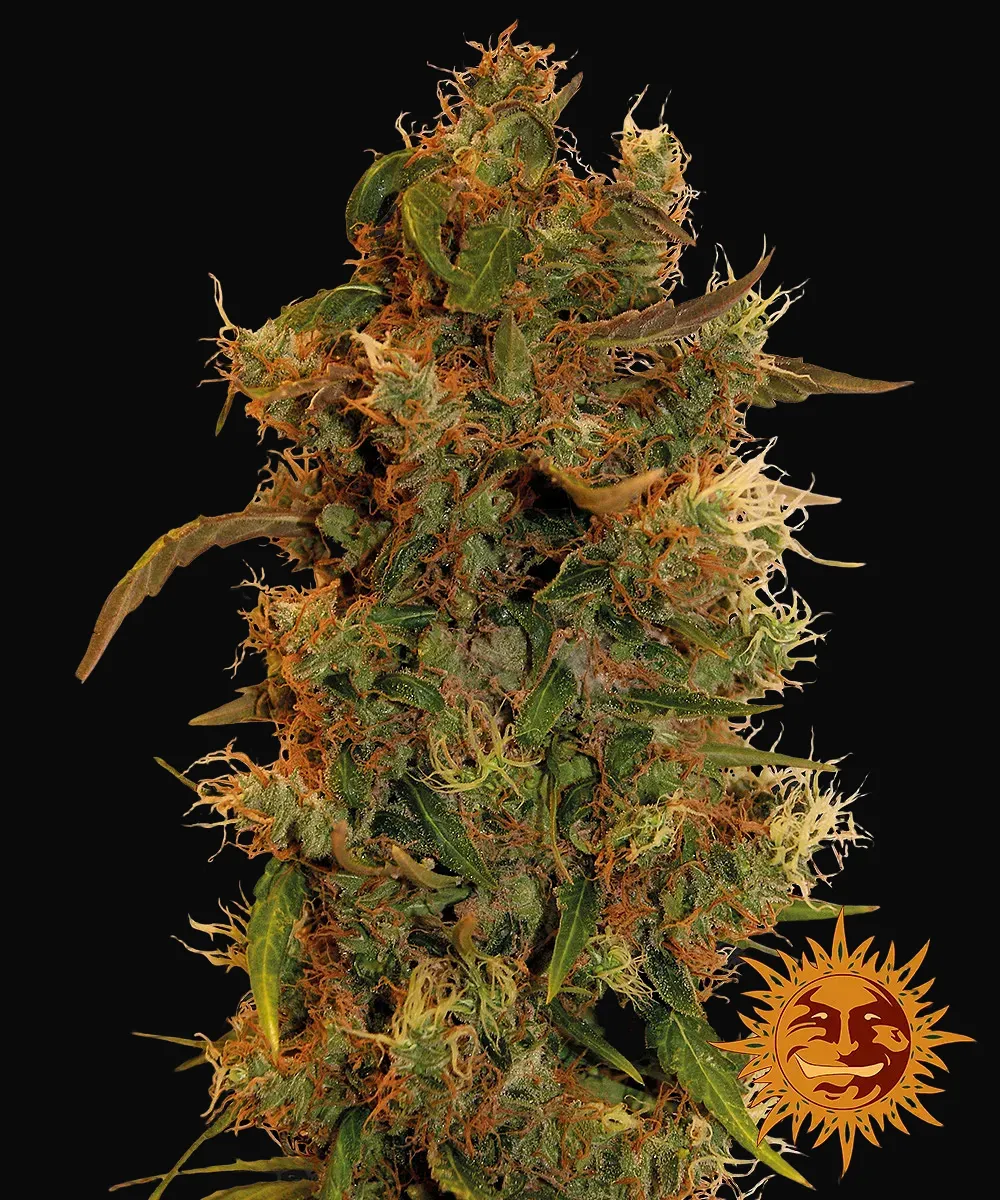 8 Ball Kush