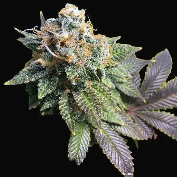 8 Ball Kush