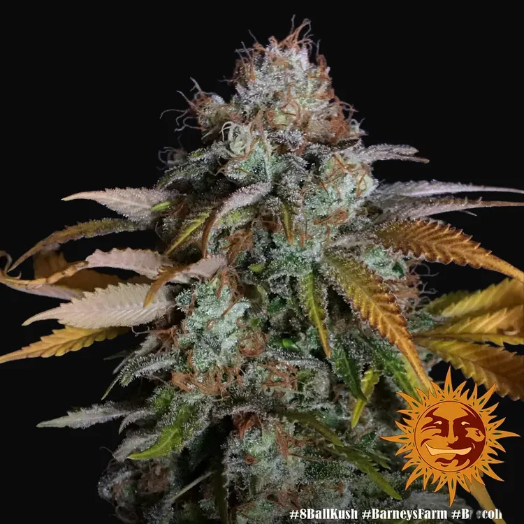 8 Ball Kush