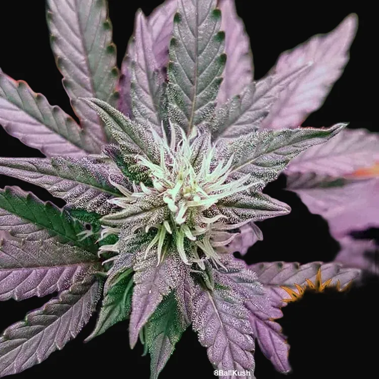 8 Ball Kush
