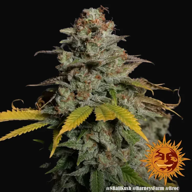 8 Ball Kush