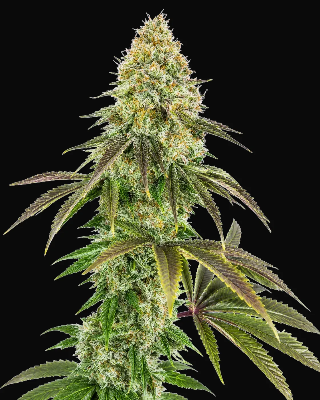 818 Headband