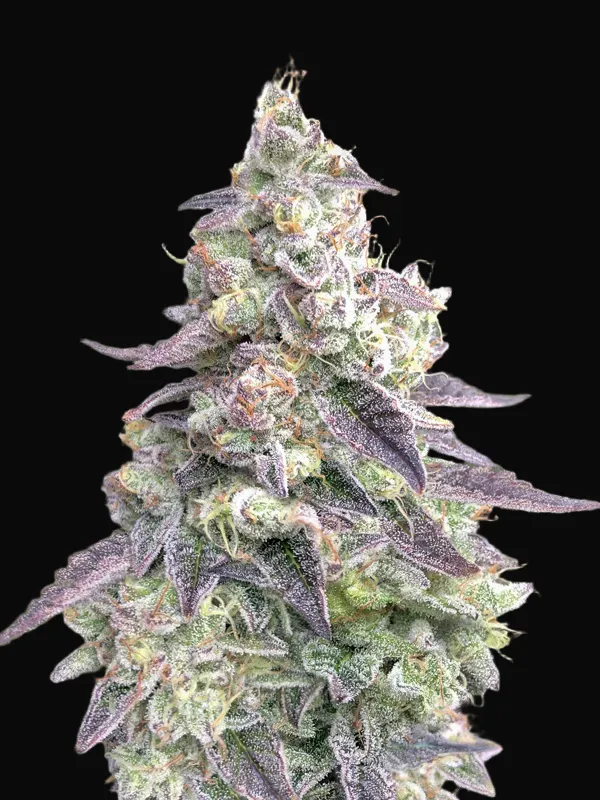 9 Pound Hammer Auto