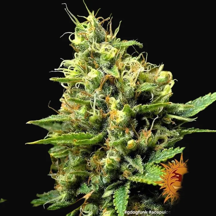 Acapulco Gold