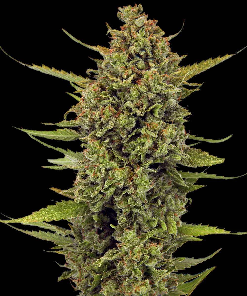 Acapulco Gold