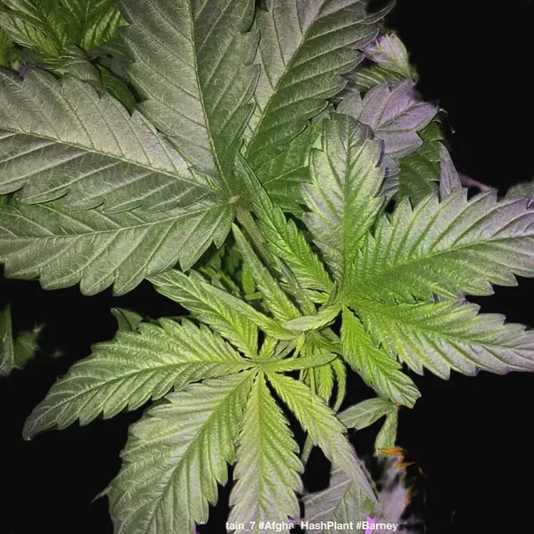 Afghan Hash Plant - Regular
