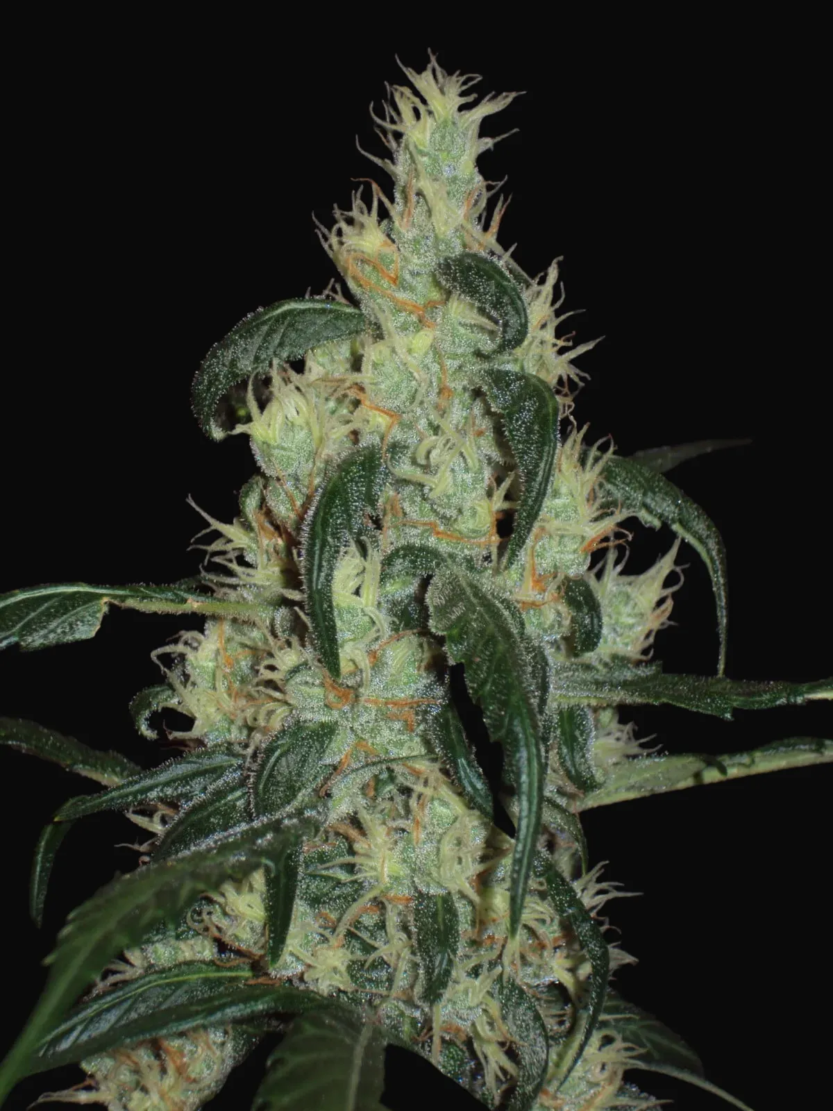 Afghan Haze