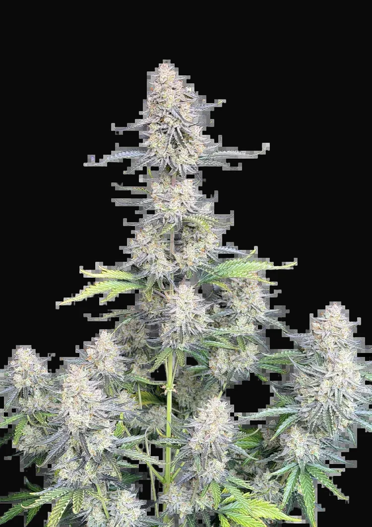 Afghan Kush Auto