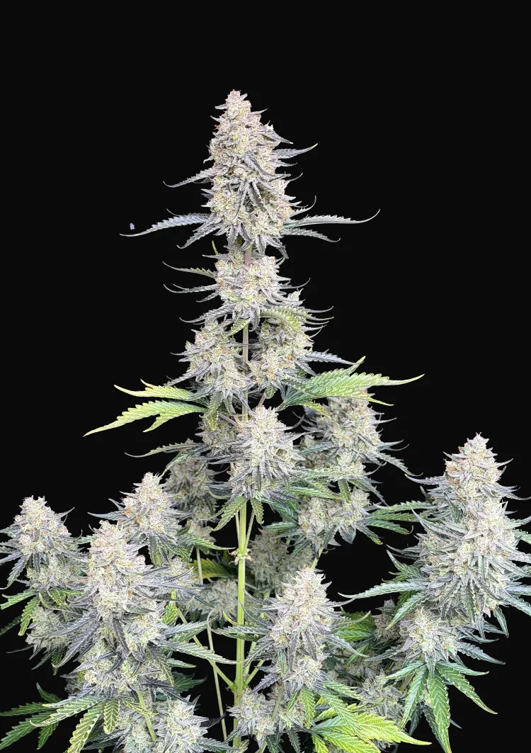 Afghan Kush Auto