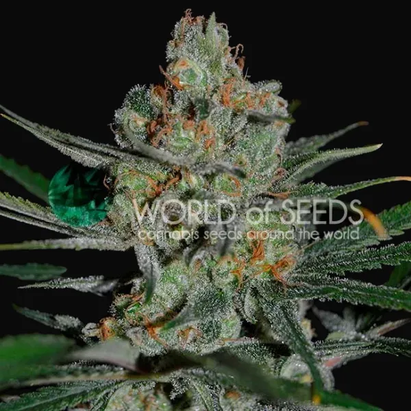 Afghan Kush Early Harvest