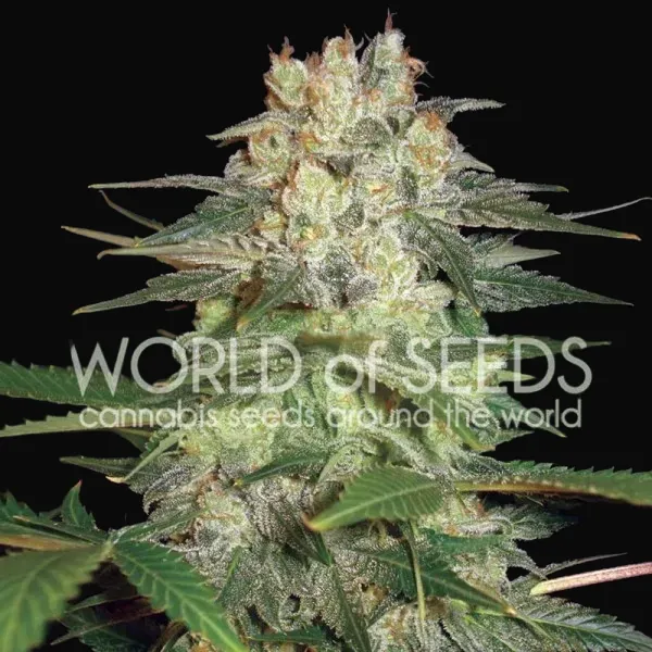 Afghan Kush Ryder