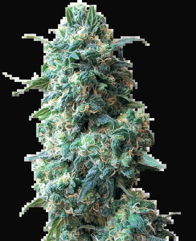 Afghan Kush