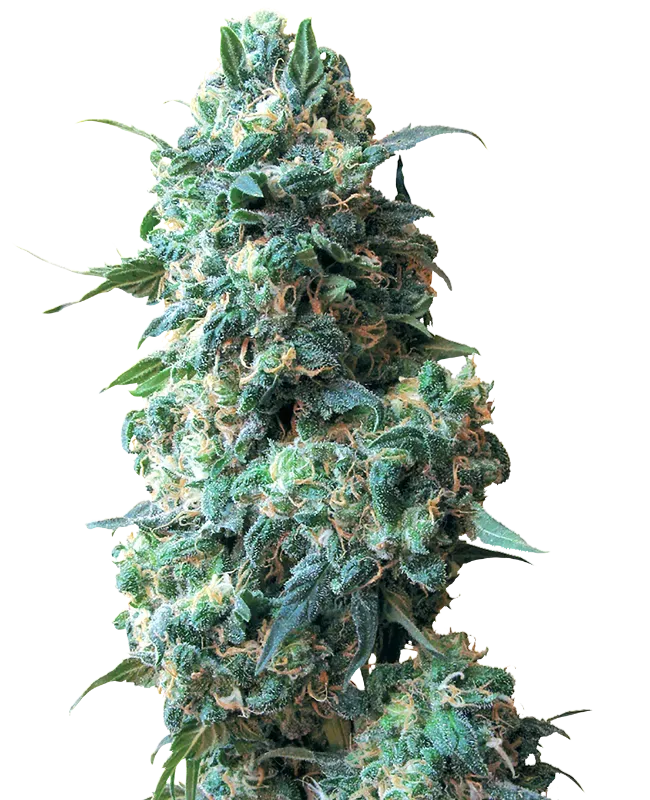 Afghan Kush