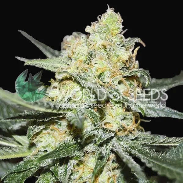 Afghan Kush x Skunk