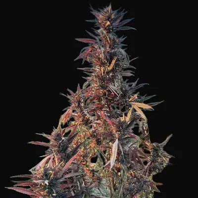 Afghan Maruf Red Selection Regular