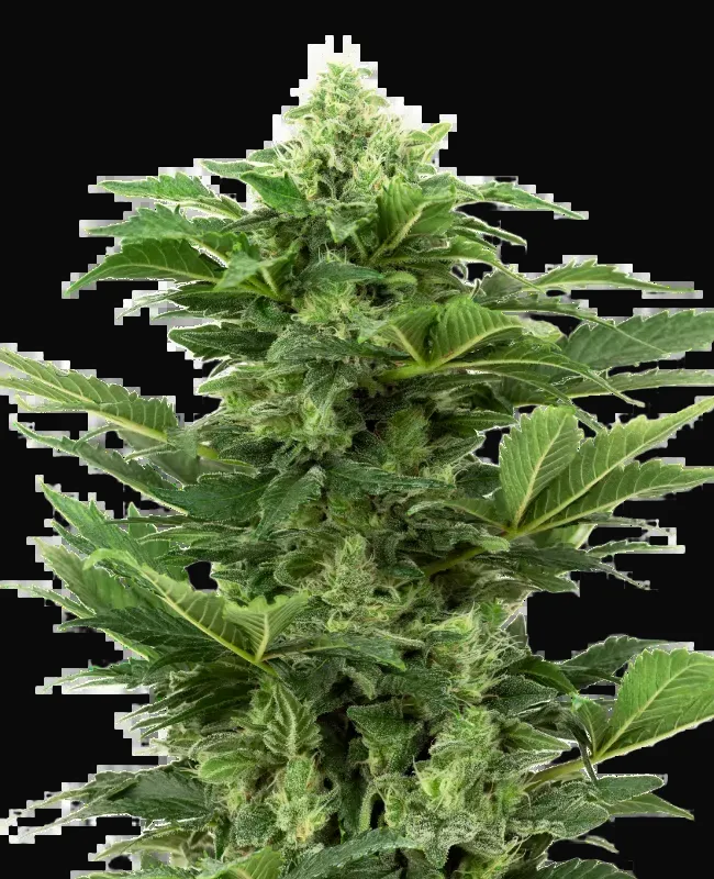 Afghan Pearl CBD Automatic