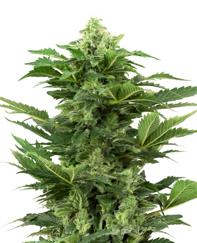 Afghan Pearl CBD Automatic