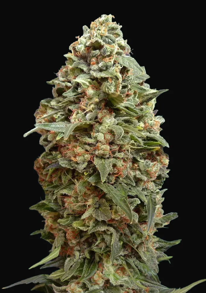 Afghan Skunk