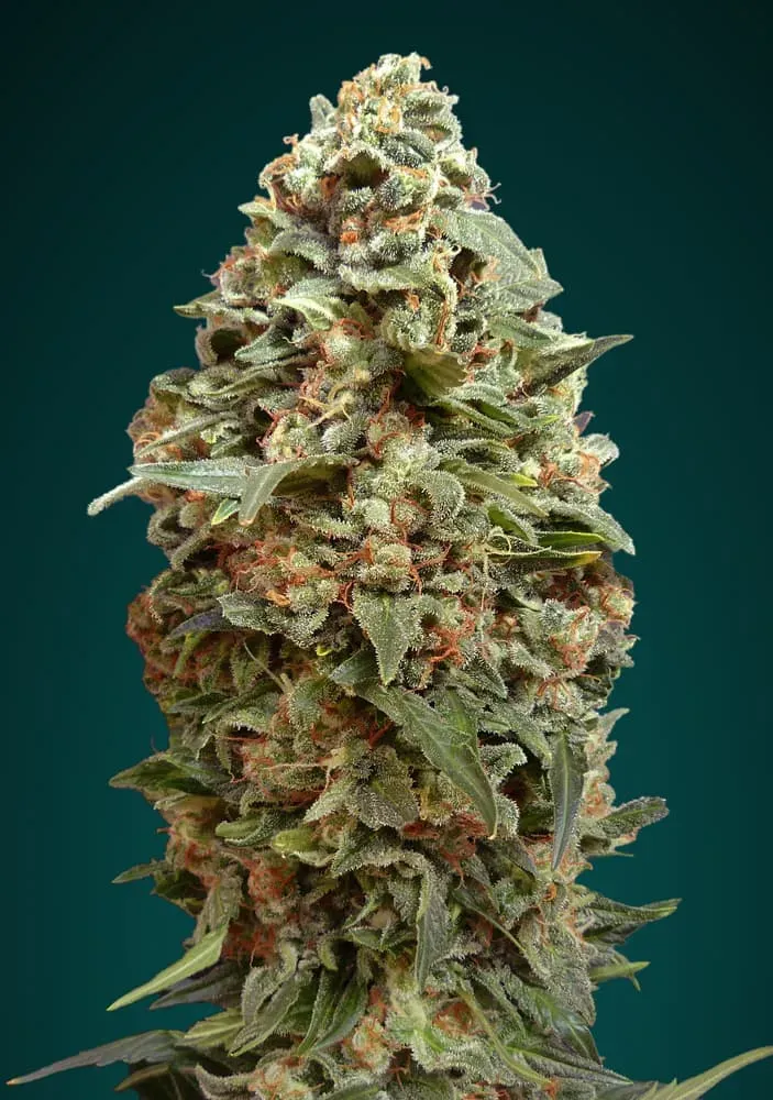 Afghan Skunk
