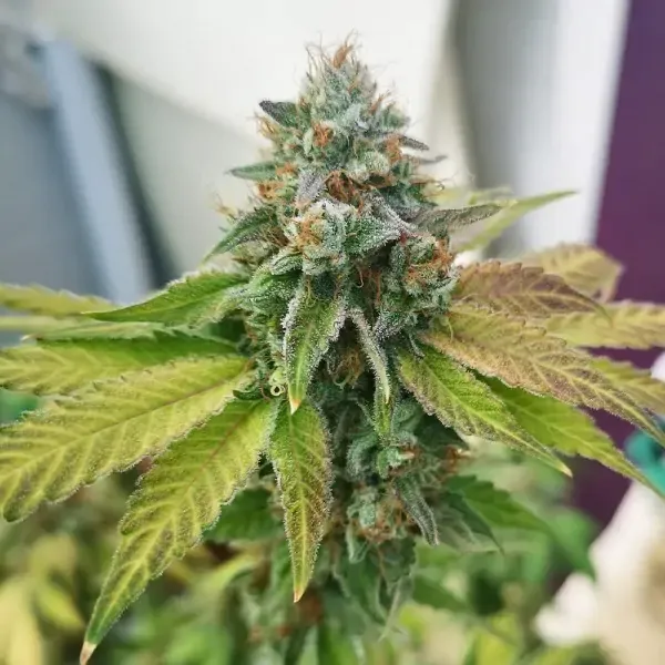 Afghan Widow