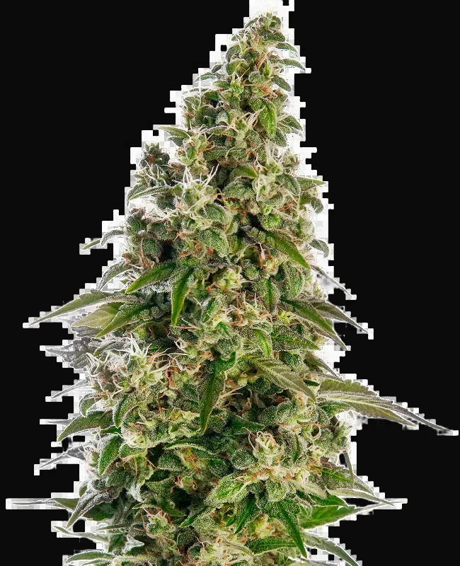 Afghani #1 Automatic