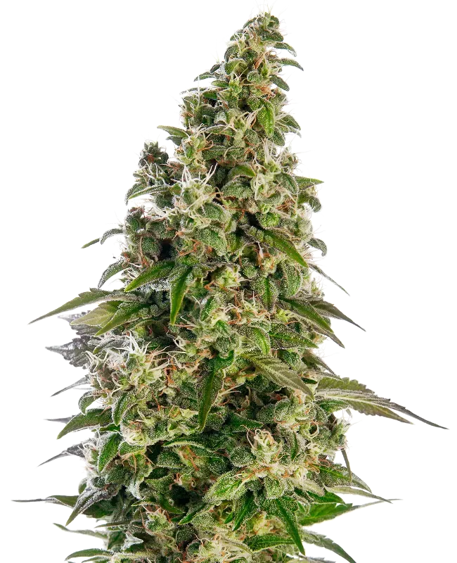 Afghani #1 Automatic